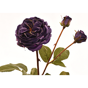 Rose 55Cm - Violet