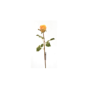Rose 60Cm - Jaune Déstockage