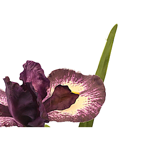 Fleur Iris 95Cm - Violet Foncé