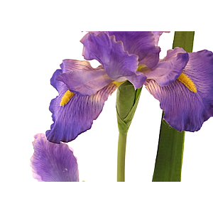 Fleur Iris 95Cm - Violet