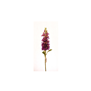 Fleur Delphinium 80Cm - Violet Foncé Déstockage