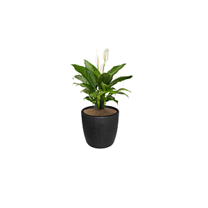 Pot De Fleurs 22,5X22,5X21Cm - Gris Foncé
