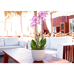 Pot Naturel Havana 20Cm - Blanc