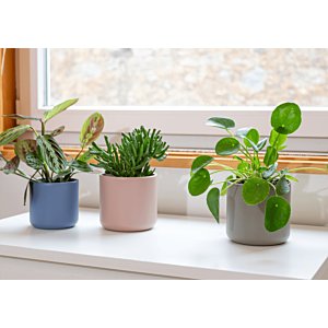 Pot Juno 14Cm - Rose Clair