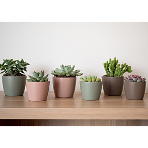 Pot Nubia Cactus 7Cm - Rose