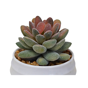 Plante Artificielle Avec Pot En Melamine 8,5X8,5X10Cm - Blanc