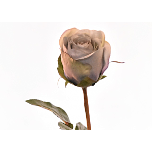 Rose 60Cm - Bleu